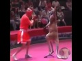 Kangaroo vs human boxing