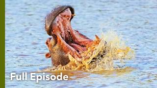 Coexisting with Africa’s Deadliest Neighbor | Croc Watch With Steve Backshall 104