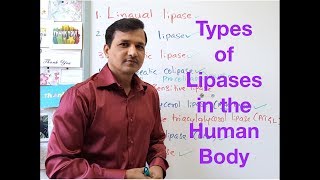 Types of Lipases in the Human Body