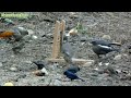 Muitos pássaros no meu terreiro  - Teste do alçapão