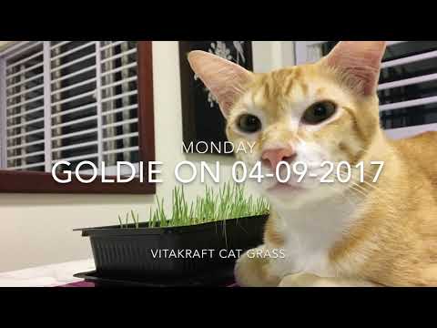 Goldie & Vitakraft Cat Grass