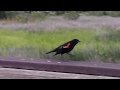 Red-winged Blackbird/ Красноплечий чёрный трупиал