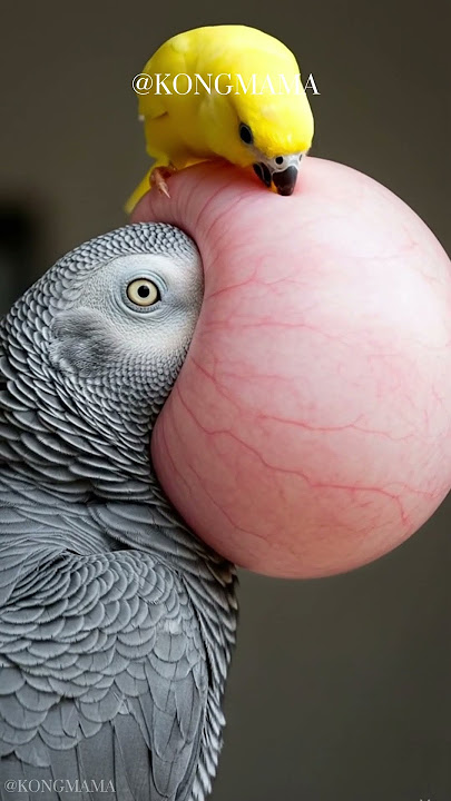 When Nature Heals: Bird Gently Removes Swelling from Parrot Friend #birdbehavior  #wildlife
