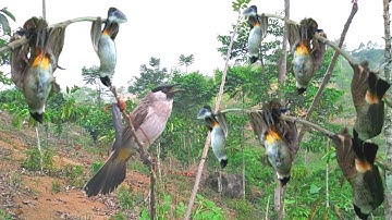 panen BURUNG KUTILANG liar !! mikat burung kutilang liar auto raih trophy