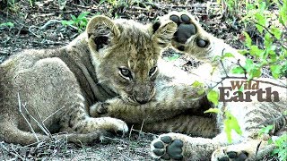 WildEarth - Sunrise Safari - December 2, 2019