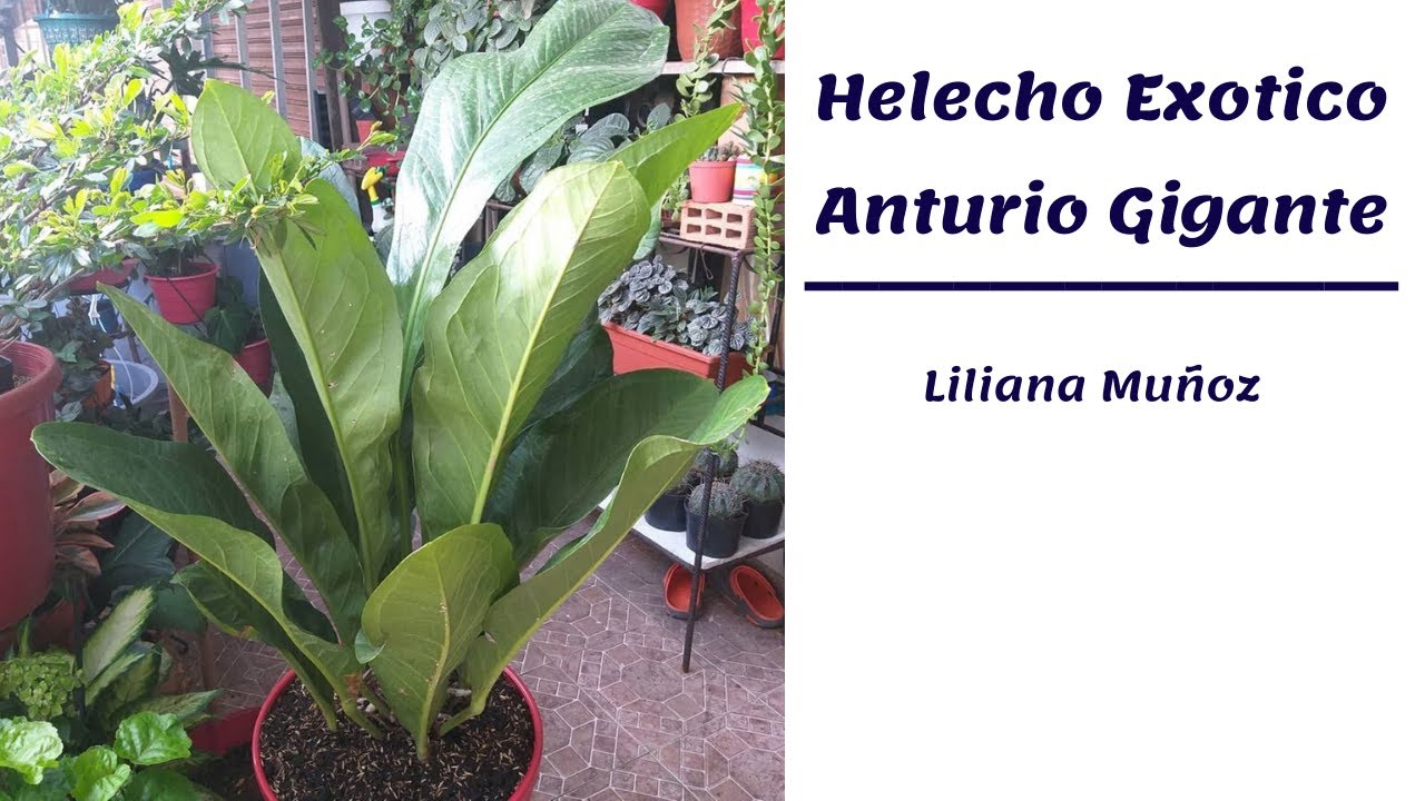 HELECHO EXÓTICO / ANTURIO GIGANTE-SIEMBRA Y SUSTRATO / Liliana Muñoz
