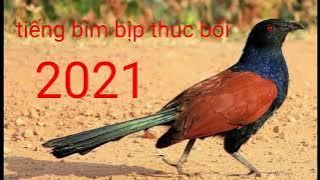tiếng chìm bìm bịp thúc bổi mới nhất 2021