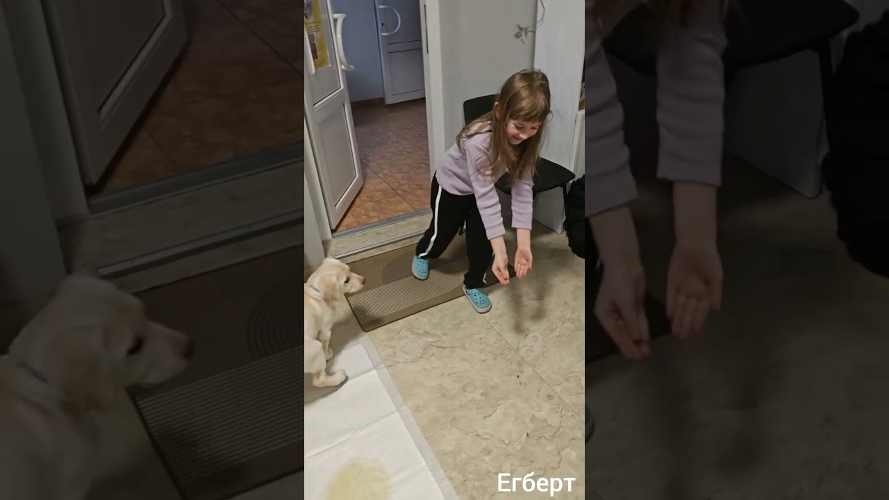 Як жити з песиком. До нас в родину приїхав Егберт - лабрадорчик 💛 Перший день 