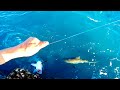 Giant Trevally and Sharks Attacking fish