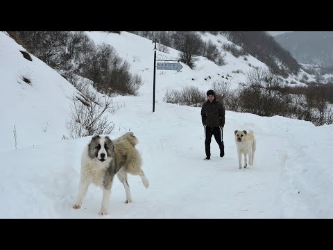 25 წლის ბიჭი, რომელიც შქმერში გადასახლდა და მესაქონლეობა დაიწყო