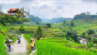 Pedesaan Damai dengan Vila Tersembunyi: Surga Hijau di Lembah Tengah Sawah dan Sungai