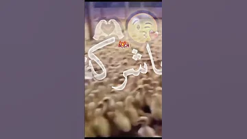 شركت الدجاج شركة واقفة اغنية ريلز دجاج متابعه 