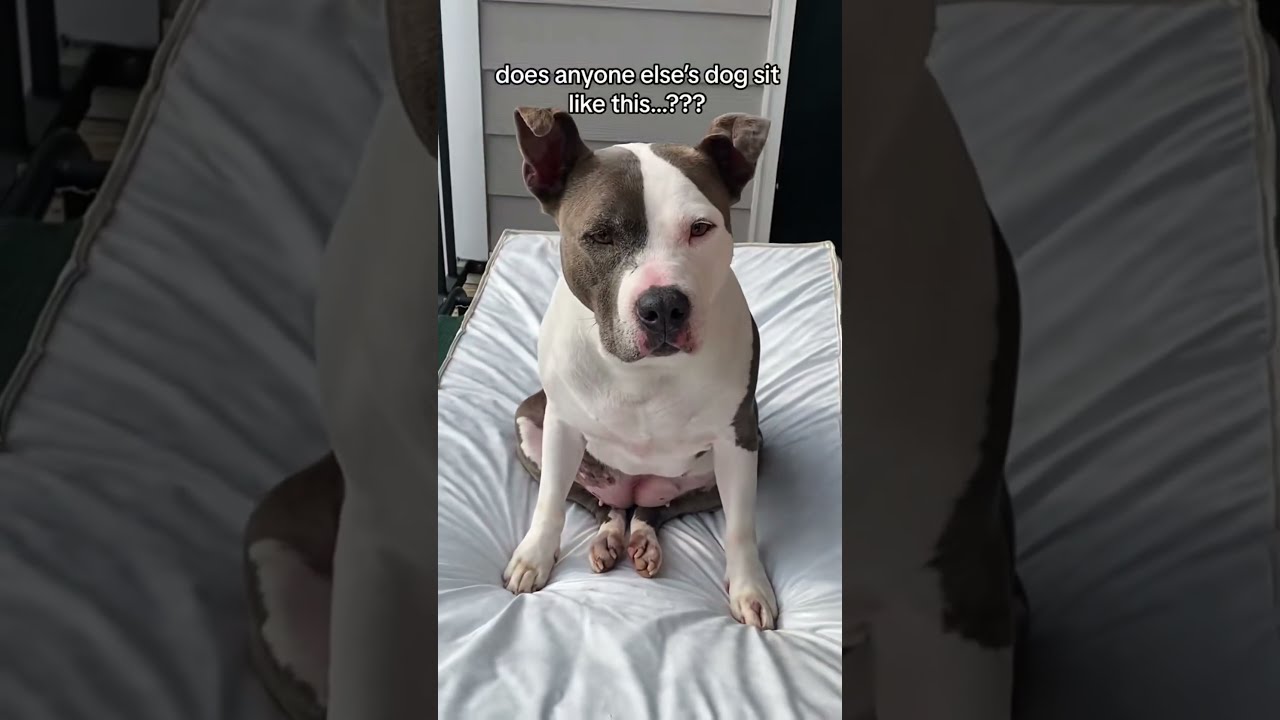 I Don T Understand Dogs Fyp Funny Pets Dog Funnydog Dogsoftiktok Foryou