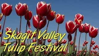 Skagit Valley Tulip Festival :: Tulip Fields in Washington (1080p HD)