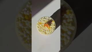 popcorn,  crunchy semi floam , Yellow Slime asmr , buyed from slime_screw_ball