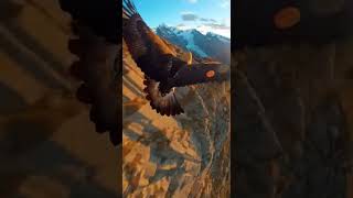 See the sky like a bird! 🤯 #BirdMigration #Nature #AI