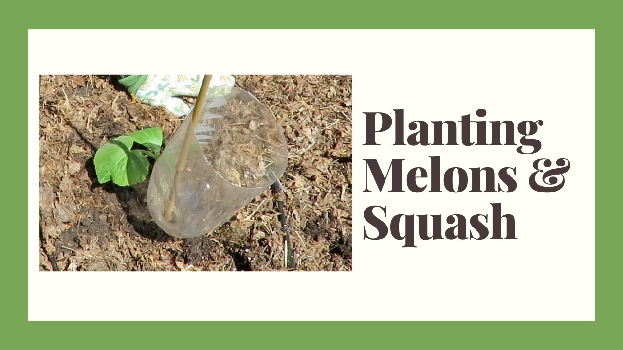 Spring Planting // Melons & Squash YouTube