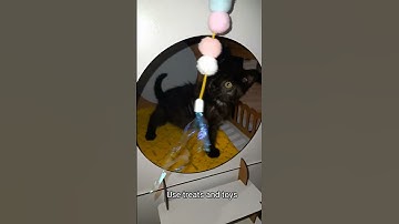 How To Tame A Feral Kitten🙀 #cat #kitten #feral