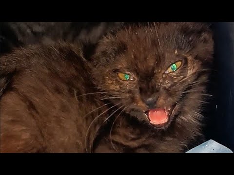 How To Tame A Feral Kitten Cat Kitten Feral