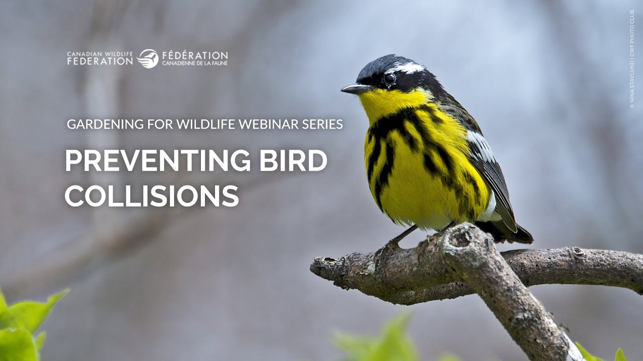 Preventing Bird Collisions: CWF WILD Webinar
