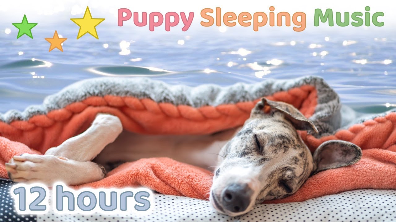 12 HOURS ☆ Puppy Sleeping Music + OCEAN sounds 🌊 ♫ Dog Sleep Music 🐶