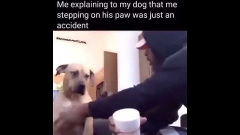 Me Explaining To My Dog That Me Stepping On His Paw Was Just An Accident
