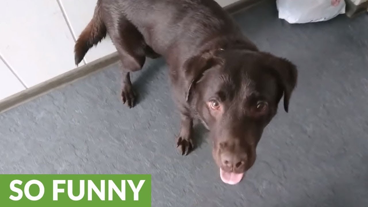 Dog goes completely bonkers after bath time YouTube