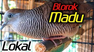 Perkutut lokal BLOROK MADU - asli lokal alam suara gurih.