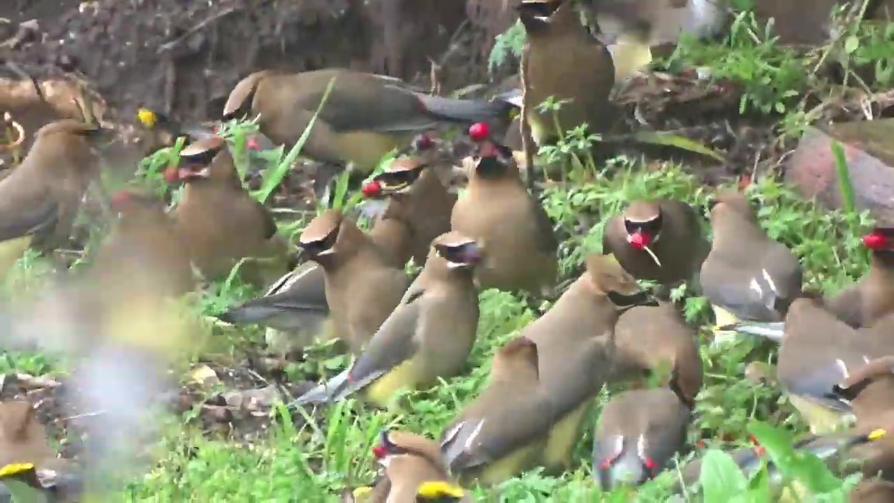cedar-waxwings-getting-drunk-on-holly-berries-youtube