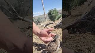 Bobwhite Quail Flying For The First Time #bobwhite #quail #uplandhunting