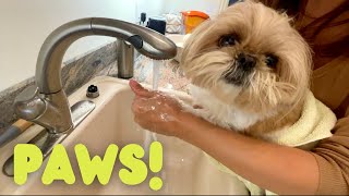 cute shih tzu shows extreme discipline with paw cleaning