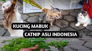 Funny !!! Catnip Plants Effect on Cat That makes Drunk by OMAH KUCING 119,134 views 3 years ago 3 minutes, 17 seconds
