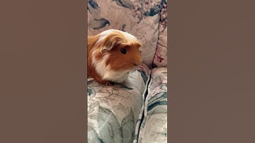 Dad jokes with my guinea pigs! ￼ #pets #dog #funny #guineapig #cat #memes #shorts
