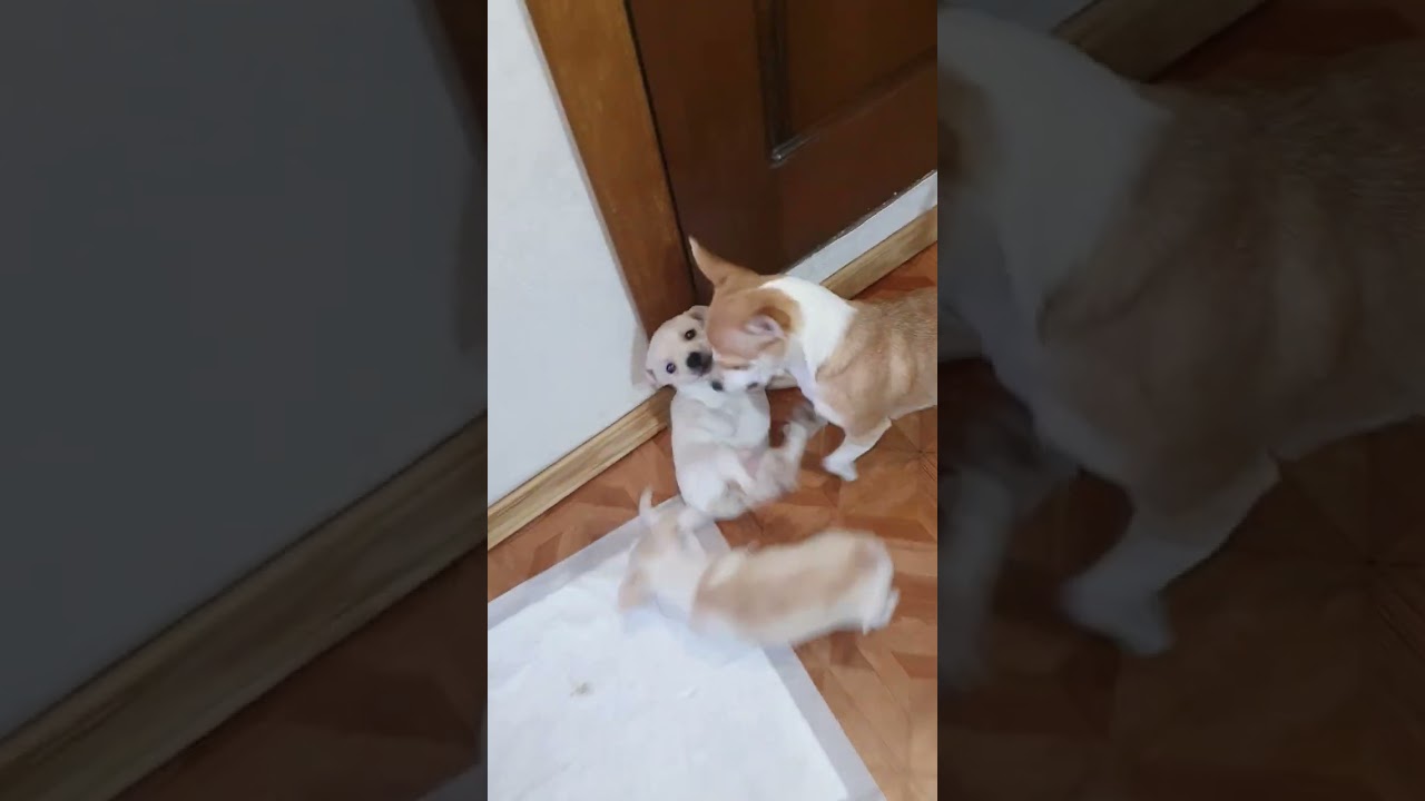 Two Angry Chihuahuas Reenact an Old Rivalry - The Battle of the Century!