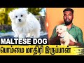 நம்ம மடியிலேயே தான் இருப்பான் : All About Dogs EPISODE - 22 | Maltese Dog | Dogs Lifestyle