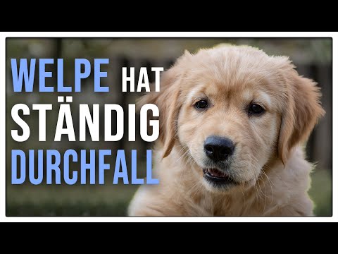 Video: Natriumgehalt in Hundefutter