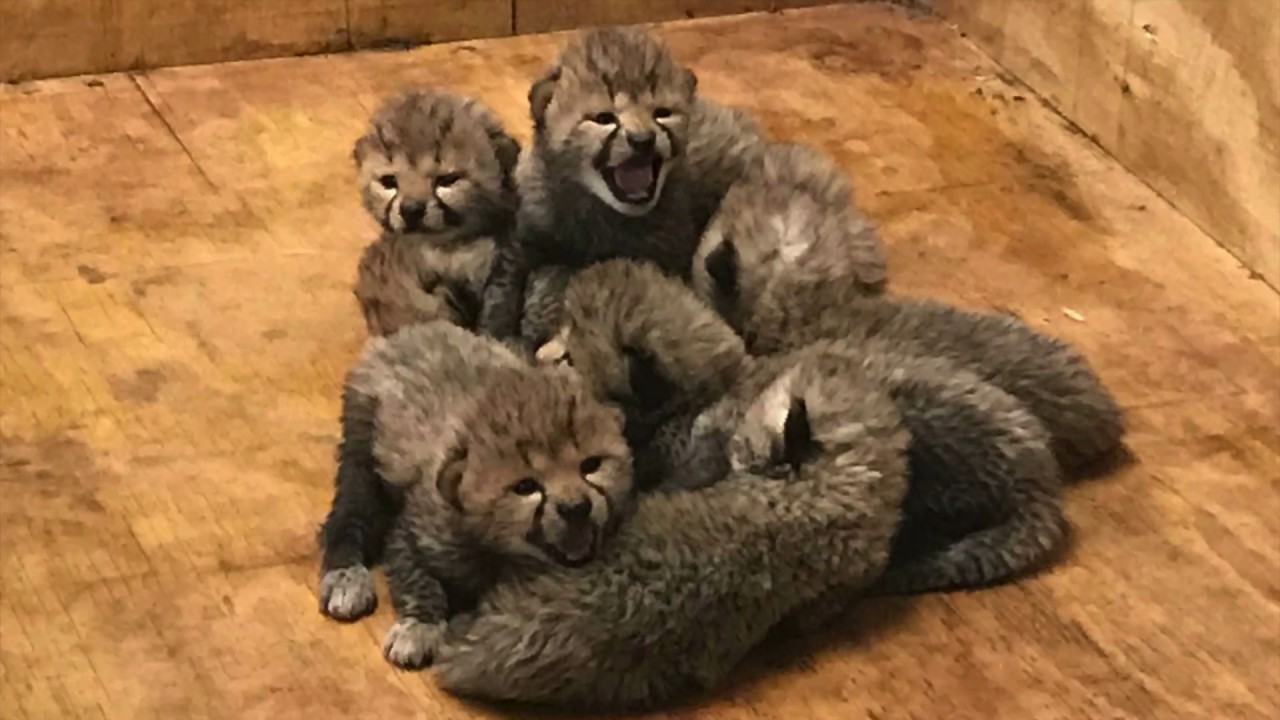 Eight cheetah cubs born at the Saint Louis Zoo - YouTube
