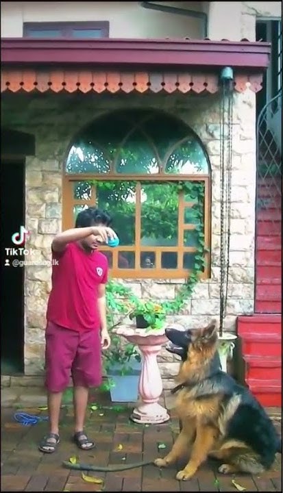 how-high-can-a-7-month-old-german-shepherd-puppy-jump-from-his-sitting