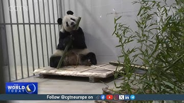 Three giant pandas return to China after 23 years in the U.S.
