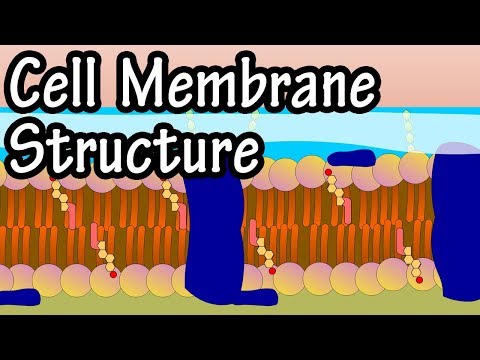 Cell Membrane Structure And Function - Function Of Plasma Membrane - What Is The Plasma Membrane