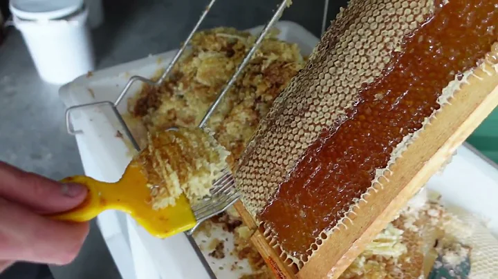 Honey Harvest