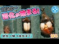 ついに羽化が始まる！幼虫→蛹→成虫までの様子#4カブトムシ【チャーム】