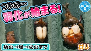 ついに羽化が始まる！幼虫→蛹→成虫までの様子#4カブトムシ【チャーム】