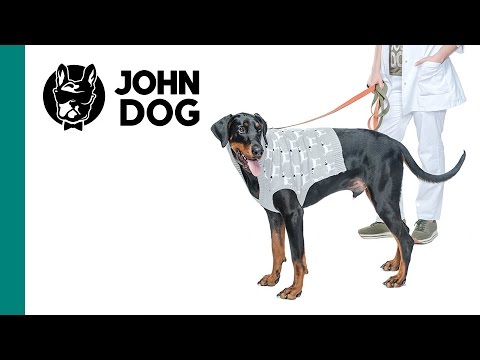 Ochrona psa w zimne dni - ZDROWIE PSA - John Dog