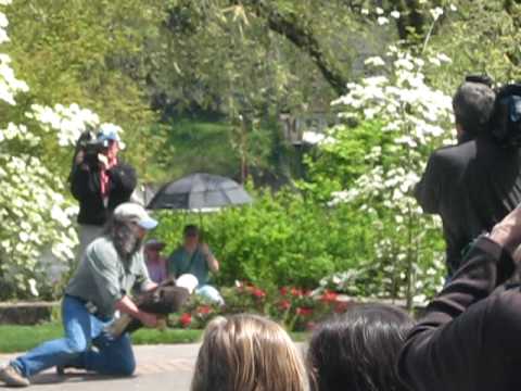 Bald eagle release, Lake Oswego, Oregon