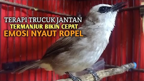 Trucuk BETINA memanggil Jantan Suara Birahi Ngecuplik 100% pancingan trucukan gacor agar BUNYI EMOSI