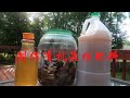 如何制作有机液体肥料 | How to Make Organic Liquid Fertilizer [我的菜园和厨房】 7252020