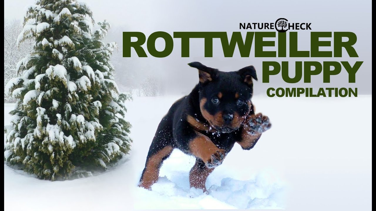 video phone beyonce mp3 Rottweiler Puppies Compilation 2018