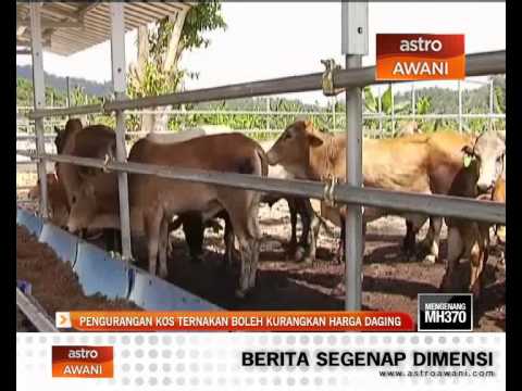 Video: Daging Lembu Uji Tabung Boleh Berada Di Pasaran Dalam Tiga Tahun - Pandangan Alternatif