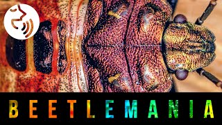 BEETLEMANIA - Preserve biodiversity (with narrator) by charlesleflamand 41 views 1 year ago 5 minutes